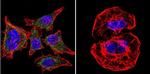 SERCA1 ATPase Antibody in Immunocytochemistry (ICC/IF)