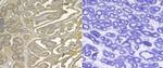 SERPINE2 Antibody in Immunohistochemistry (Paraffin) (IHC (P))