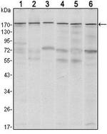 SETDB1 Antibody in Western Blot (WB)