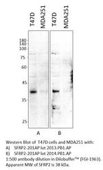 SFRP2 Antibody in Western Blot (WB)