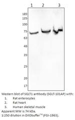 SGLT1 Antibody in Western Blot (WB)