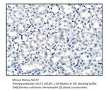 SGLT2 Antibody in Immunohistochemistry (IHC)