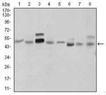 SHH Antibody in Western Blot (WB)