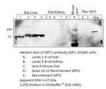 SIRT1 Antibody in Western Blot (WB)