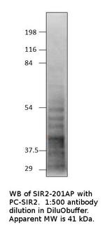 SIRT2 Antibody in Western Blot (WB)