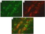 CD172a (SIRP alpha) Antibody in Immunohistochemistry (IHC)