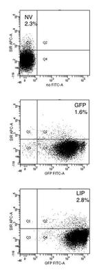 CD172a (SIRP alpha) Antibody in Flow Cytometry (Flow)