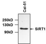 SIRT1 Antibody in Western Blot (WB)