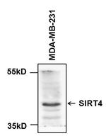 SIRT4 Antibody in Western Blot (WB)