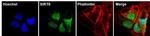 SIRT6 Antibody in Immunocytochemistry (ICC/IF)