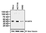 SIRT6 Antibody in Western Blot (WB)