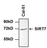 SIRT7 Antibody in Western Blot (WB)