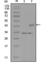 SKP2 Antibody in Western Blot (WB)