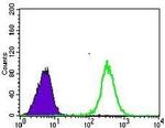 GLUT4 Antibody in Flow Cytometry (Flow)