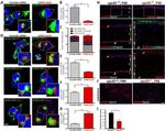 SLC4A11 Antibody in Immunohistochemistry (IHC)