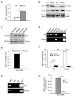 SMAD2 Antibody in ChIP Assay (ChIP)