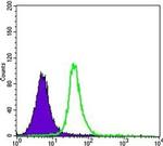 SMAD5 Antibody in Flow Cytometry (Flow)