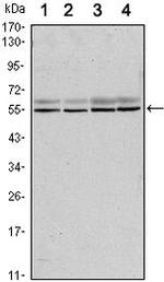 SMAD6 Antibody in Western Blot (WB)