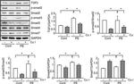 SMAD7 Antibody in Western Blot (WB)