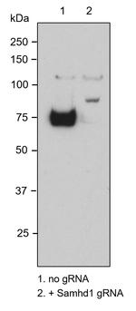 SAMHD1 Antibody in Western Blot (WB)