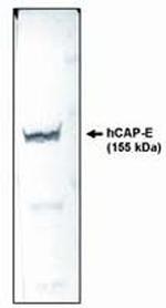 SMC2 Antibody in Western Blot (WB)