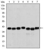 SMN1 Antibody in Western Blot (WB)