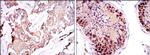 SMN1 Antibody in Immunohistochemistry (Paraffin) (IHC (P))