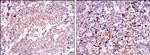 SMN1 Antibody in Immunohistochemistry (Paraffin) (IHC (P))