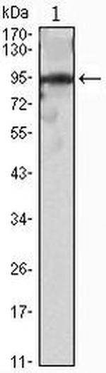 SLUG Antibody in Western Blot (WB)