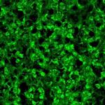 AANAT Antibody in Immunohistochemistry (IHC)