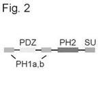 SNTB2 Antibody