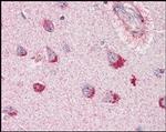 SORL1 Antibody in Immunohistochemistry (Paraffin) (IHC (P))