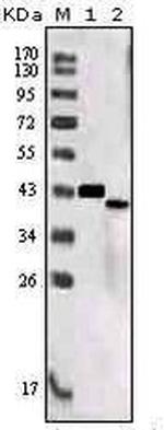 SORL1 Antibody in Western Blot (WB)