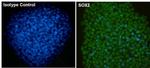 SOX2 Antibody in Immunocytochemistry (ICC/IF)