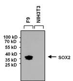 SOX2 Antibody in Western Blot (WB)