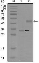 SOX2 Antibody in Western Blot (WB)