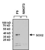 SOX2 Antibody in Western Blot (WB)