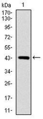 SOX9 Antibody in Western Blot (WB)