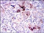 Osteopontin Antibody in Immunohistochemistry (Paraffin) (IHC (P))