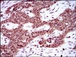 SRY Antibody in Immunohistochemistry (Paraffin) (IHC (P))