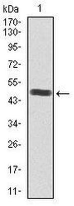 SRY Antibody in Western Blot (WB)