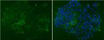 SSEA1 Antibody in Immunocytochemistry (ICC/IF)