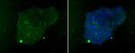 SSEA3 Antibody in Immunocytochemistry (ICC/IF)