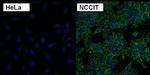 SSEA3 Antibody in Immunocytochemistry (ICC/IF)