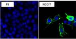 SSEA5 Antibody in Immunocytochemistry (ICC/IF)