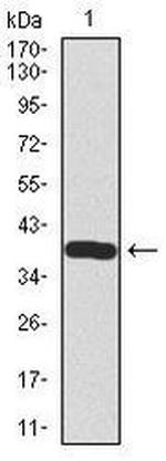 Somatostatin Antibody in Western Blot (WB)