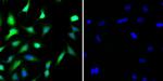 STAT1 Antibody in Immunocytochemistry (ICC/IF)