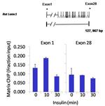 STAT3 Antibody in ChIP Assay (ChIP)