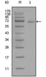 STAT3 Antibody in Western Blot (WB)