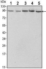 STAT3 Antibody in Western Blot (WB)